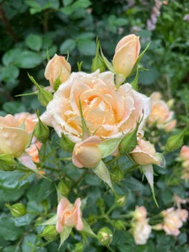 横浜イングリッシュガーデンに投稿された画像（2025/5/13）