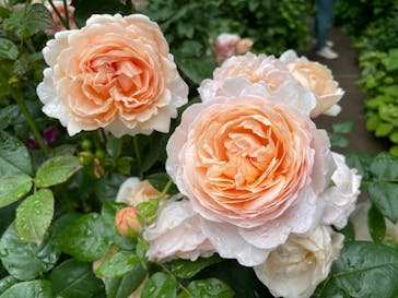 横浜イングリッシュガーデンに投稿された画像（2025/5/13）