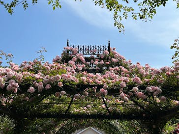 横浜イングリッシュガーデンに投稿された画像（2025/5/13）