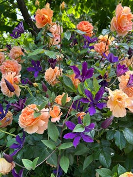 横浜イングリッシュガーデンに投稿された画像（2025/5/13）