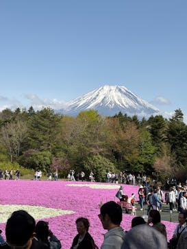富士芝桜まつり(富士本栖湖リゾート)に投稿された画像（2025/5/13）