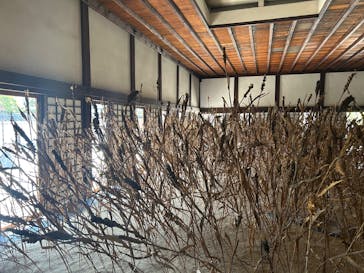 元離宮二条城に投稿された画像（2025/5/13）