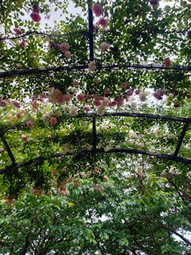 横浜イングリッシュガーデンに投稿された画像（2025/5/13）