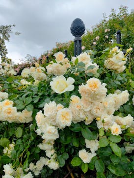 横浜イングリッシュガーデンに投稿された画像（2025/5/13）