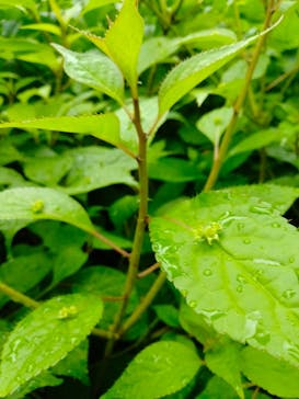 横浜イングリッシュガーデンに投稿された画像（2025/5/13）