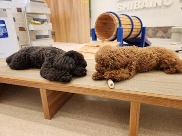 いぬカフェRio イオンモール福岡店に投稿された画像（2025/5/13）