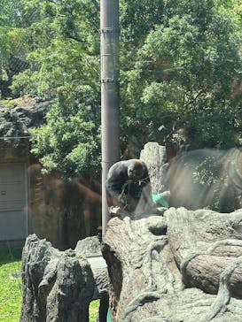 恩賜上野動物園に投稿された画像（2025/5/13）