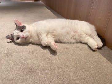 猫カフェモカ　神戸三宮店に投稿された画像（2025/5/13）