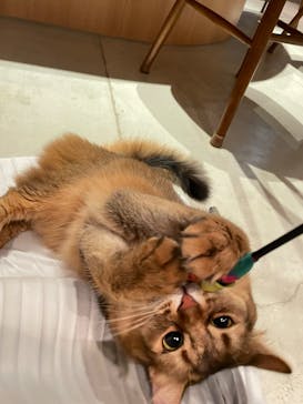 猫カフェモカ　神戸三宮店に投稿された画像（2025/5/13）