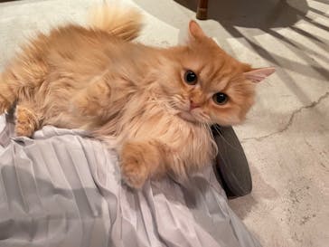 猫カフェモカ　神戸三宮店に投稿された画像（2025/5/13）