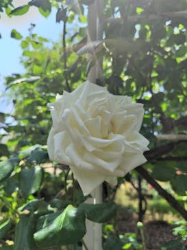 東武動物公園に投稿された画像（2025/5/13）