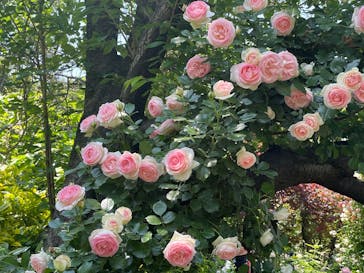 横浜イングリッシュガーデンに投稿された画像（2025/5/13）