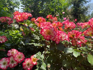 横浜イングリッシュガーデンに投稿された画像（2025/5/13）