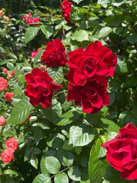 横浜イングリッシュガーデンに投稿された画像（2025/5/13）