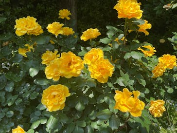 横浜イングリッシュガーデンに投稿された画像（2025/5/13）