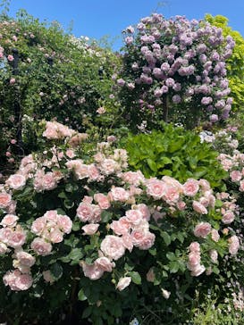 横浜イングリッシュガーデンに投稿された画像（2025/5/13）