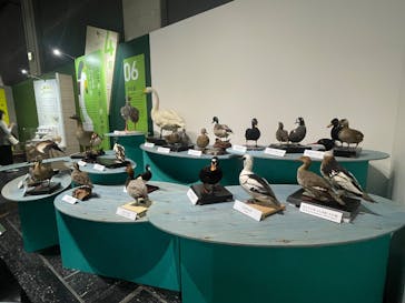 特別展「鳥～ゲノム解析が解き明かす新しい鳥類の系統～」に投稿された画像（2025/5/13）