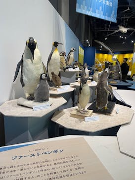 特別展「鳥～ゲノム解析が解き明かす新しい鳥類の系統～」に投稿された画像（2025/5/13）