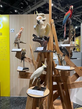 特別展「鳥～ゲノム解析が解き明かす新しい鳥類の系統～」に投稿された画像（2025/5/13）