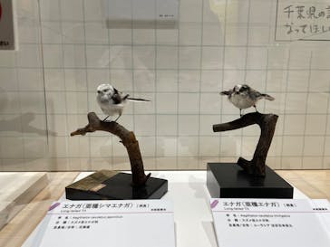 特別展「鳥～ゲノム解析が解き明かす新しい鳥類の系統～」に投稿された画像（2025/5/13）