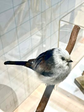 特別展「鳥～ゲノム解析が解き明かす新しい鳥類の系統～」に投稿された画像（2025/5/13）