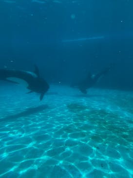 鴨川シーワールドに投稿された画像（2025/5/13）