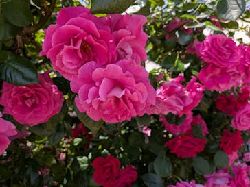 横浜イングリッシュガーデンに投稿された画像（2025/5/13）