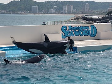 鴨川シーワールドに投稿された画像（2025/5/13）