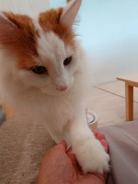 Cat Café MOFF グランベリーパーク店に投稿された画像（2025/5/13）