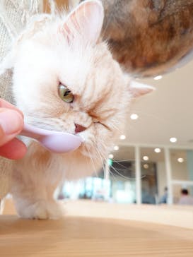 Cat Café MOFF グランベリーパーク店に投稿された画像（2025/5/13）