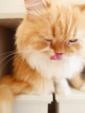 Cat Café MOFF グランベリーパーク店に投稿された画像（2025/5/13）