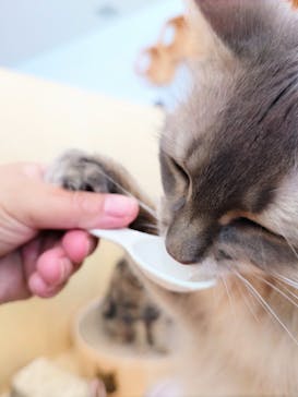 Cat Café MOFF グランベリーパーク店に投稿された画像（2025/5/13）