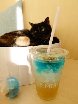 Cat Café MOFF グランベリーパーク店に投稿された画像（2025/5/13）