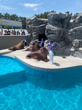 鴨川シーワールドに投稿された画像（2025/5/13）