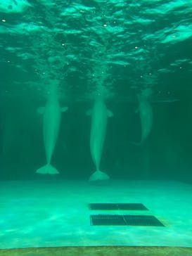 鴨川シーワールドに投稿された画像（2025/5/13）