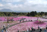 富士芝桜まつり(富士本栖湖リゾート)に投稿された画像（2025/5/13）