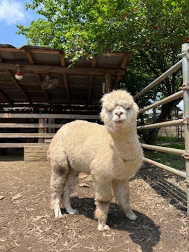 ダチョウ王国石岡ファームに投稿された画像（2025/5/13）