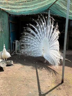 ダチョウ王国石岡ファームに投稿された画像（2025/5/13）