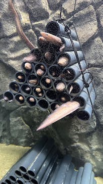 上越市立水族博物館 うみがたりに投稿された画像（2025/5/13）