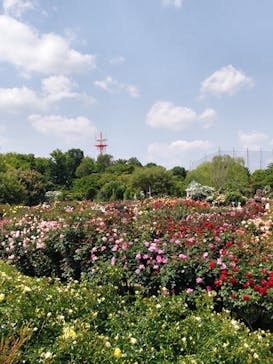 京成バラ園に投稿された画像（2025/5/13）