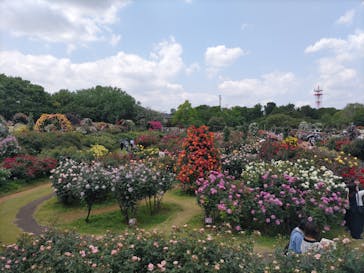 京成バラ園に投稿された画像（2025/5/13）