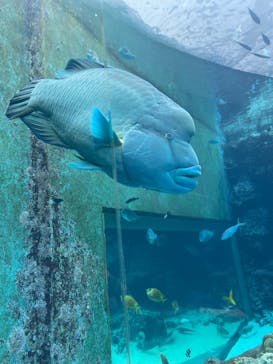 沖縄美ら海水族館に投稿された画像（2025/5/13）