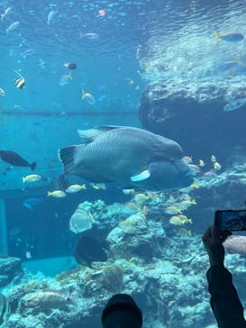 沖縄美ら海水族館に投稿された画像（2025/5/13）
