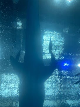 沖縄美ら海水族館に投稿された画像（2025/5/13）