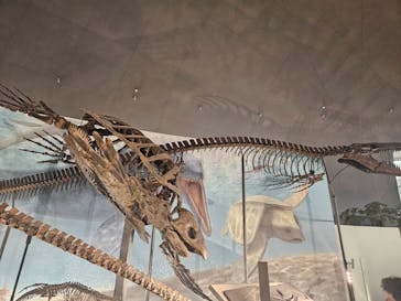 福井県立恐竜博物館に投稿された画像（2025/5/13）