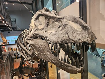 福井県立恐竜博物館に投稿された画像（2025/5/13）