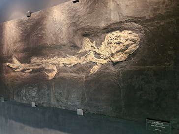 福井県立恐竜博物館に投稿された画像（2025/5/13）