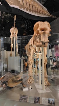 国立科学博物館に投稿された画像（2025/5/13）