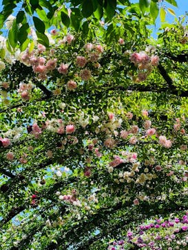 横浜イングリッシュガーデンに投稿された画像（2025/5/13）