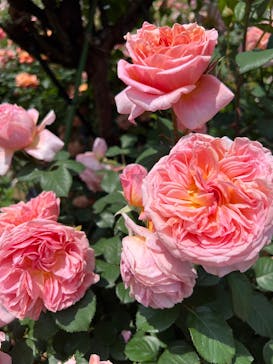 横浜イングリッシュガーデンに投稿された画像（2025/5/13）